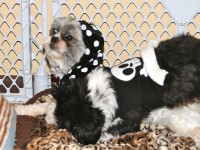 a shih tzu in polka dots and one in skull sweater. 