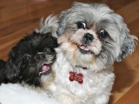 two shih tzus playing