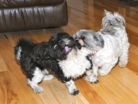 two shih tzus playing