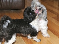 two shih tzus tongue to tongue. 