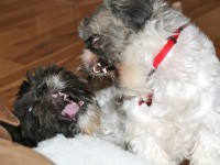 two shih tzus that look like werewolves. 