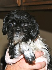 a wet shih tzu after a bath.