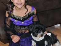 a shih tzu and a trick or treater. 