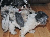 shih tzus playing