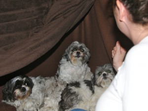 three frightened shih tzus in a makeshift tent