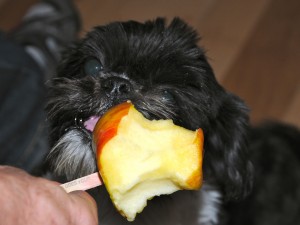 a black and white shih tzu nibbling on an apple.