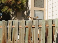 a squirrel running along a fence. 