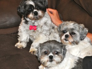 three shih tzus on couch
