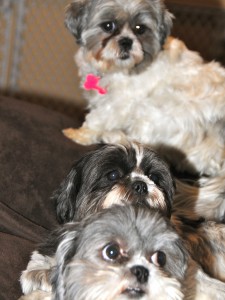 three shih tzu sisters on a couch.