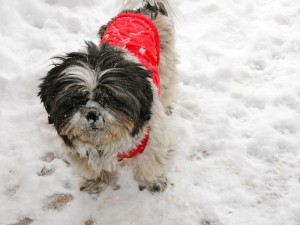 a female shih tzu in a jacket in the snow. 