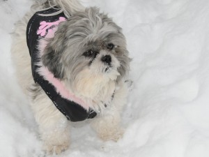 a shih tzu in a jacket in the snow