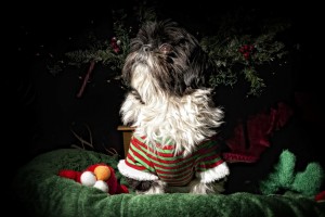 a male shih tzu in a Grinch outfit