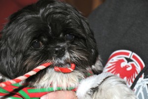 a shih tzu and a rawhide candy cane. 