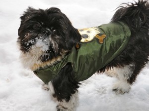 a shih tzu in a jacket in the snow.