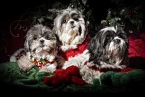 three shih tzu females posing for a Christmas card. 