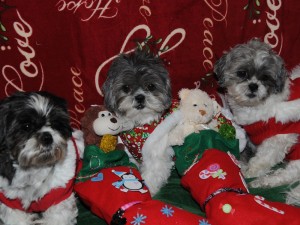 three <u/><u>shih tzus</u> with Christmas stockings.