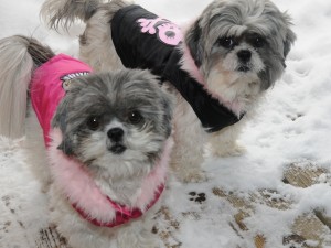 two female shih tzus in jackets in the snow