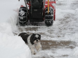 A shih tzu near a snowblower.