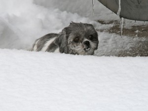 A shih tzu peeking over several inches of snow. 