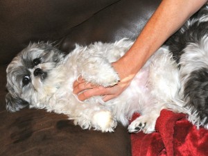 Flower has figured out that she likes being petted. 