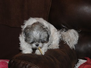 a shih tzu with a rawhide stick.