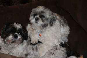 Flower lounges on her fluffy sister.