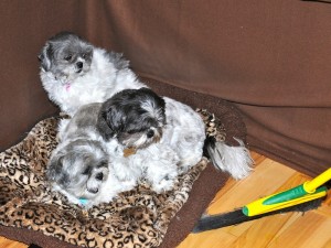 The female shih tzus stare at a broom as it nears them.