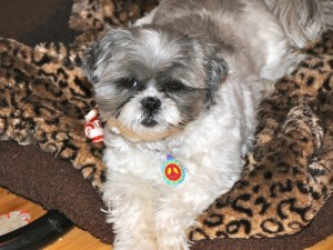 Flower lounging in a dog bed. 