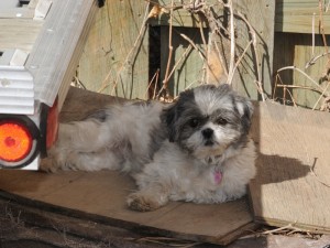 Candy's second home is under her trailer. 