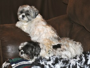 Flower climbs on Dottie to get to her perch on the couch arm.