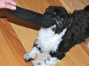 Nigel fights me over a sock he's claimed.