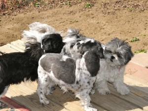 It's hard to tell where one shih tzu ends and another begins. 