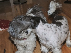 Candy is still waiting for her hair cut!