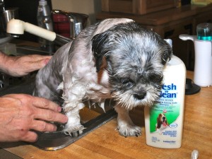 Flower after bath with Fresh n Clean Shampoo.