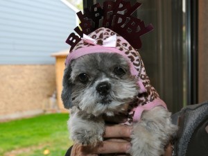 Candy shih tzu wears a birthday crown in Flower's honor.