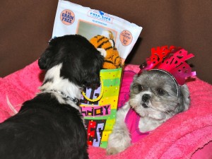 Nigel Shih Tzu asks Candy Shih Tzu to share her birthday presents. 