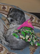Candy shih tzu in peace sign outfit.