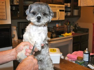 Candy looks like a baby shih tzu after her trim.