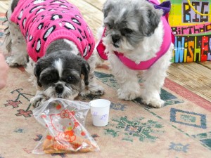The shih tzus investigate the homemade chicken jerky.
