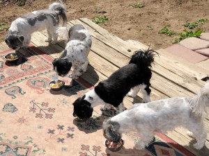 The shih tzus enjoy their Easter lunch.