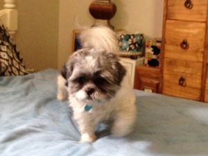 shih tzu on bed