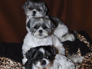 Huddle time at Shih Tzu Central.