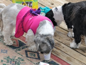 Shih tzus eating homemade Frosty Paws. 