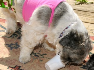 A shih tzu with her face in a cup.