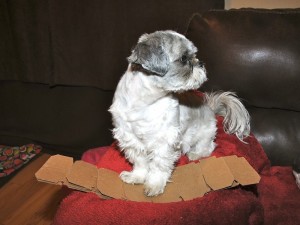 This shih tzu loves cardboard!