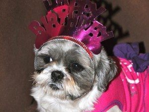 Flower shih tzu wearing a birthday crown. 