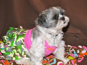 Flower Shih Tzu in her camouflage peace skirt. 
