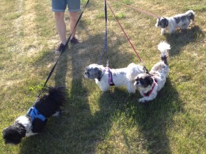 four shih tzus on leashe