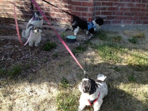 four shih tzus on leashes
