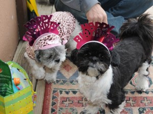 The shih tzus wait for the party to begin.